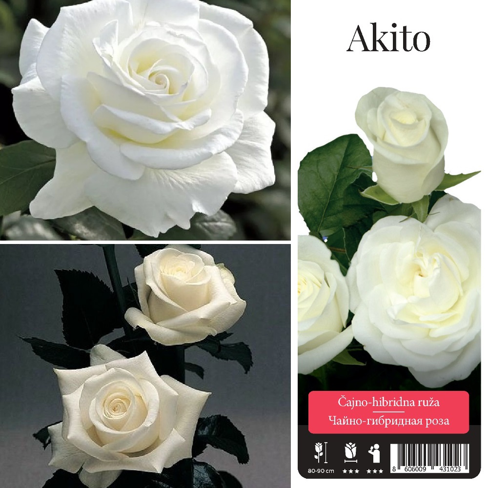 Роза Акито чайно-гибридная 1шт /Akito /20