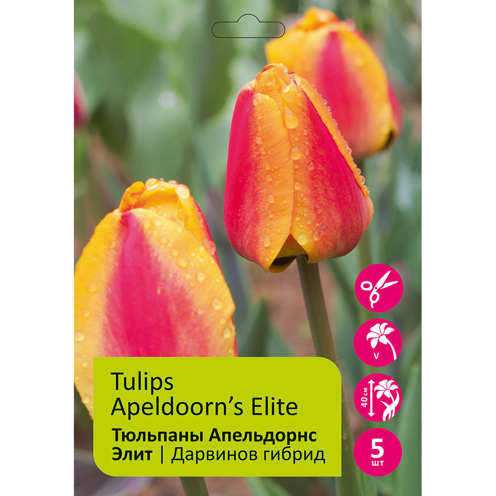 Тюльпаны Апельдорнс Элит 5шт Дарвинов гибрид 12/+/Tulip Apeldoorn's Elite