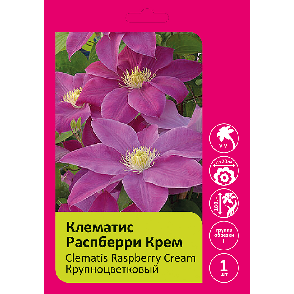 Клематис Распберри Крем 1шт. гр.обрезки 2 / Clematis Raspberry Cream