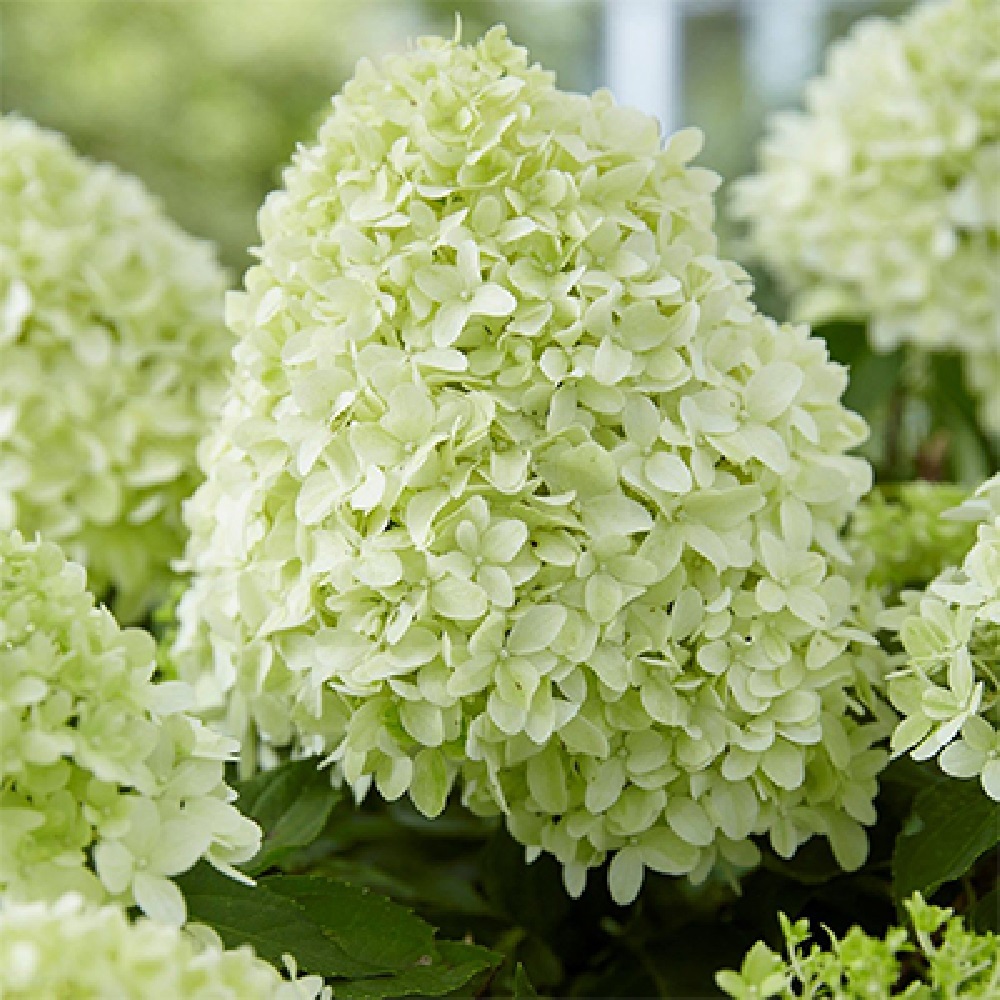 Гортензия метельчатая Литтл Спуки 1шт