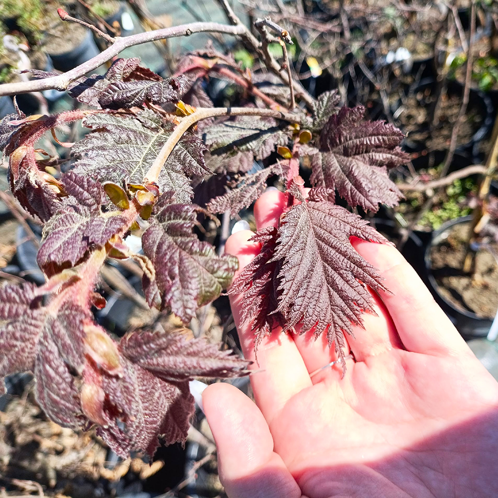 Лещина обыкновенная Бургунди Лейс С5 1шт /Corylus avellana Burgundy Lace