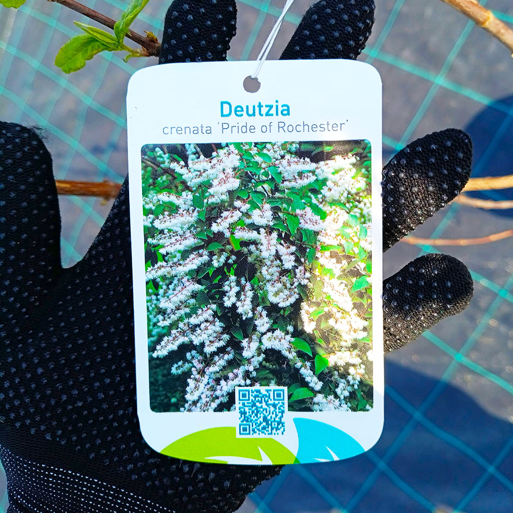 Дейция городчатая Прайд оф Рочестер С5 1шт/Deutzia crenata Pride of Rochester