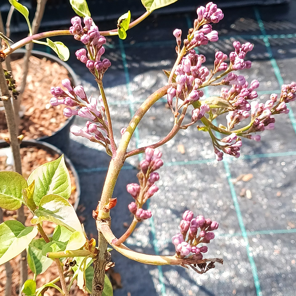 Сирень обыкновенная Белль де Ненси С2-3 1шт /Syringa vulgaris Belle de Nancy 