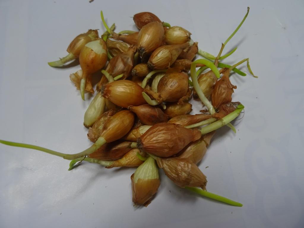 Лук-севок проросший 0,5кг +/- 10%