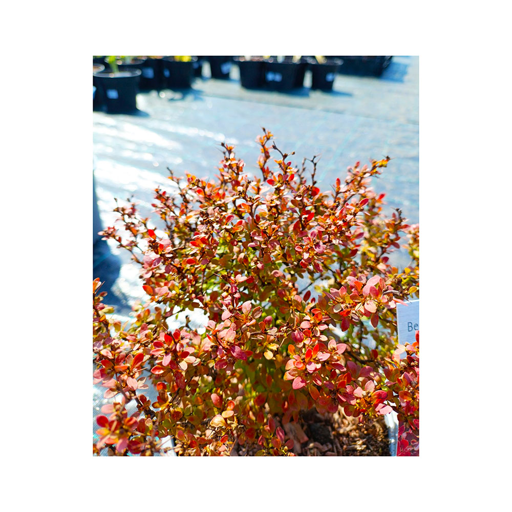 Барбарис тунберга Адмирейшн С3 1шт /Berberis thunbergii Admiration