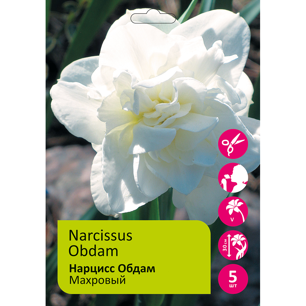 Нарциссы Обдам махровый 5шт 14/16/ Narcissus Obdam