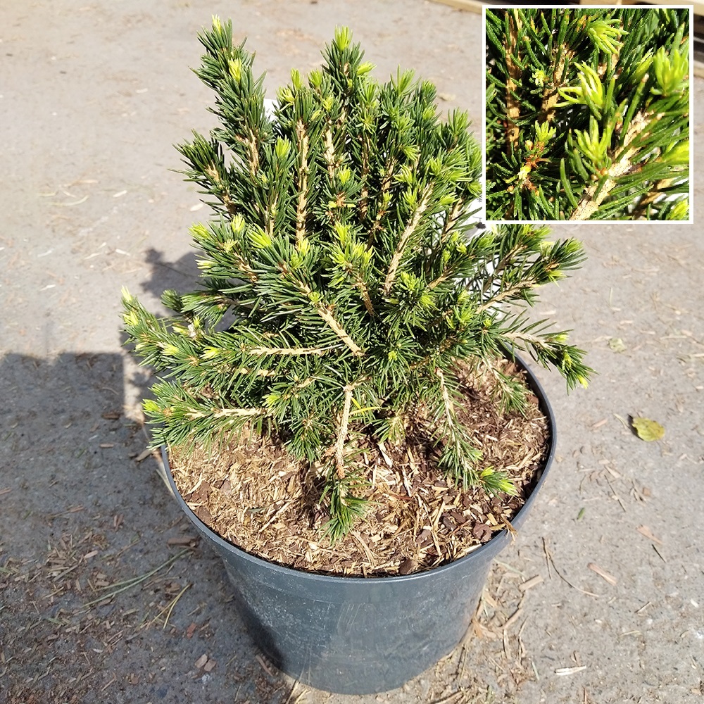 Ель обыкновенная Томпа С5 (высота 30-40см) 1шт /Picea abies Tompa