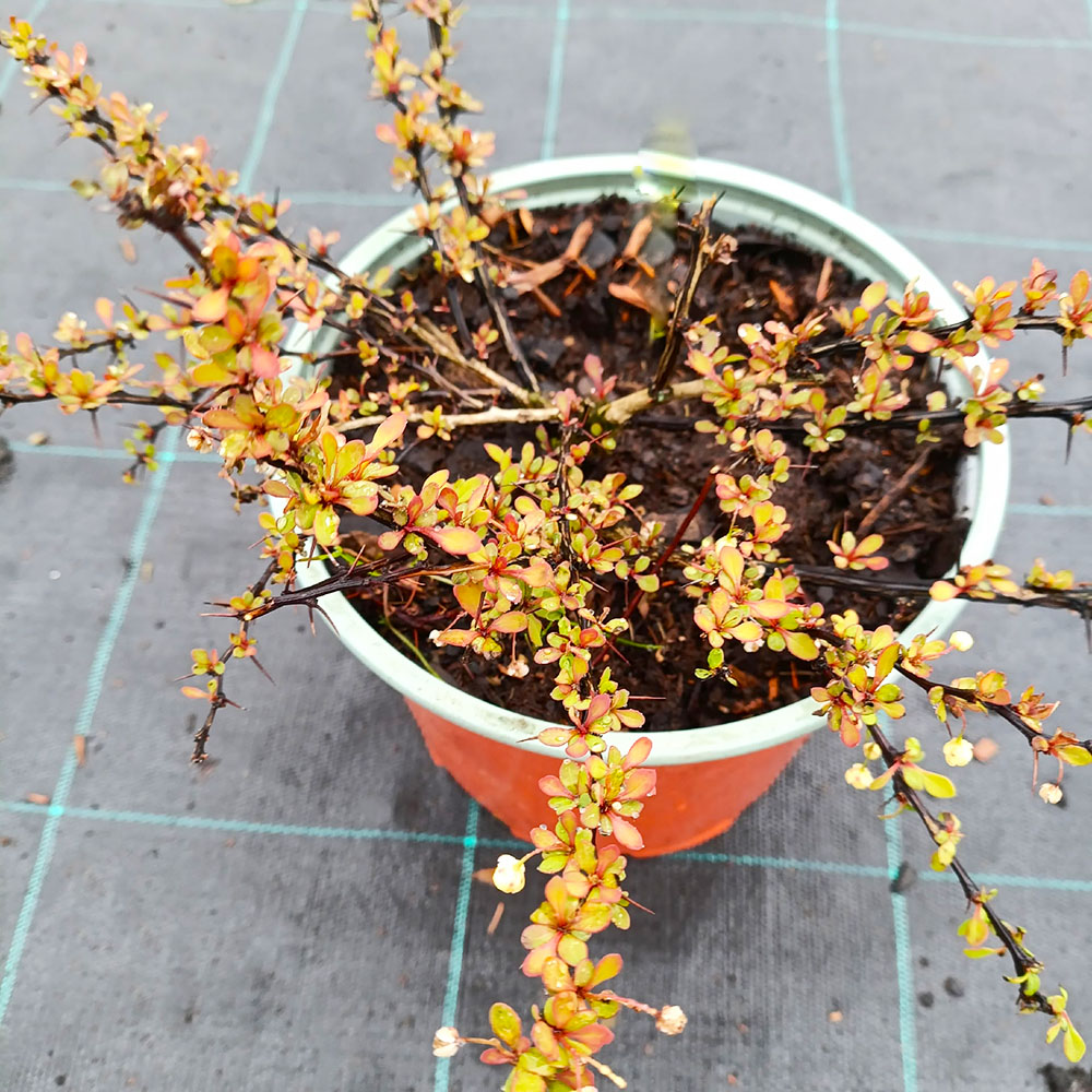 Барбарис Тунберга Грин Орнамент С3 1шт/Berberis thunbergii Green Ornament