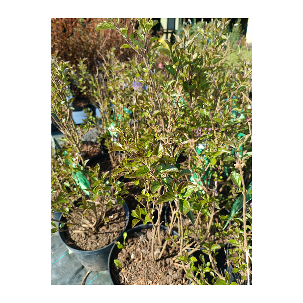 Сирень Мейера Флауэрфеста Пурпл С5 (40-60) 1шт/Syringa meyeri FLOWERFESTA PURPLE