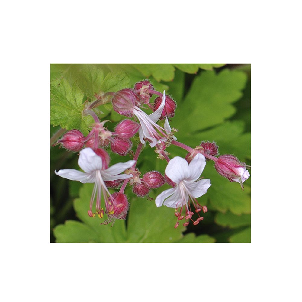 Герань крупнокорневищная Спессарт Р9 1шт/Geranium macrorhizum Spessart
