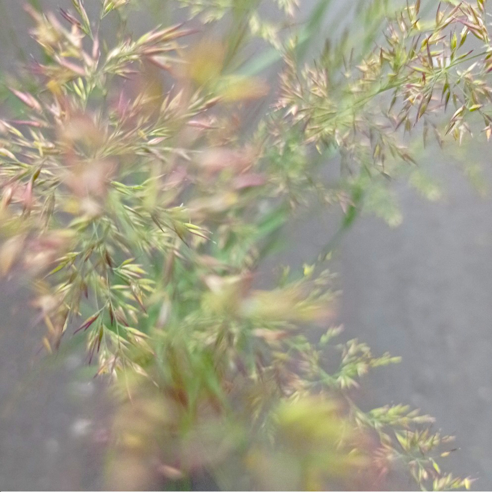 Вейник остроцветковый Карл Фоэстер С2 1шт/Calamagrostis acutiflora Karl Foerster