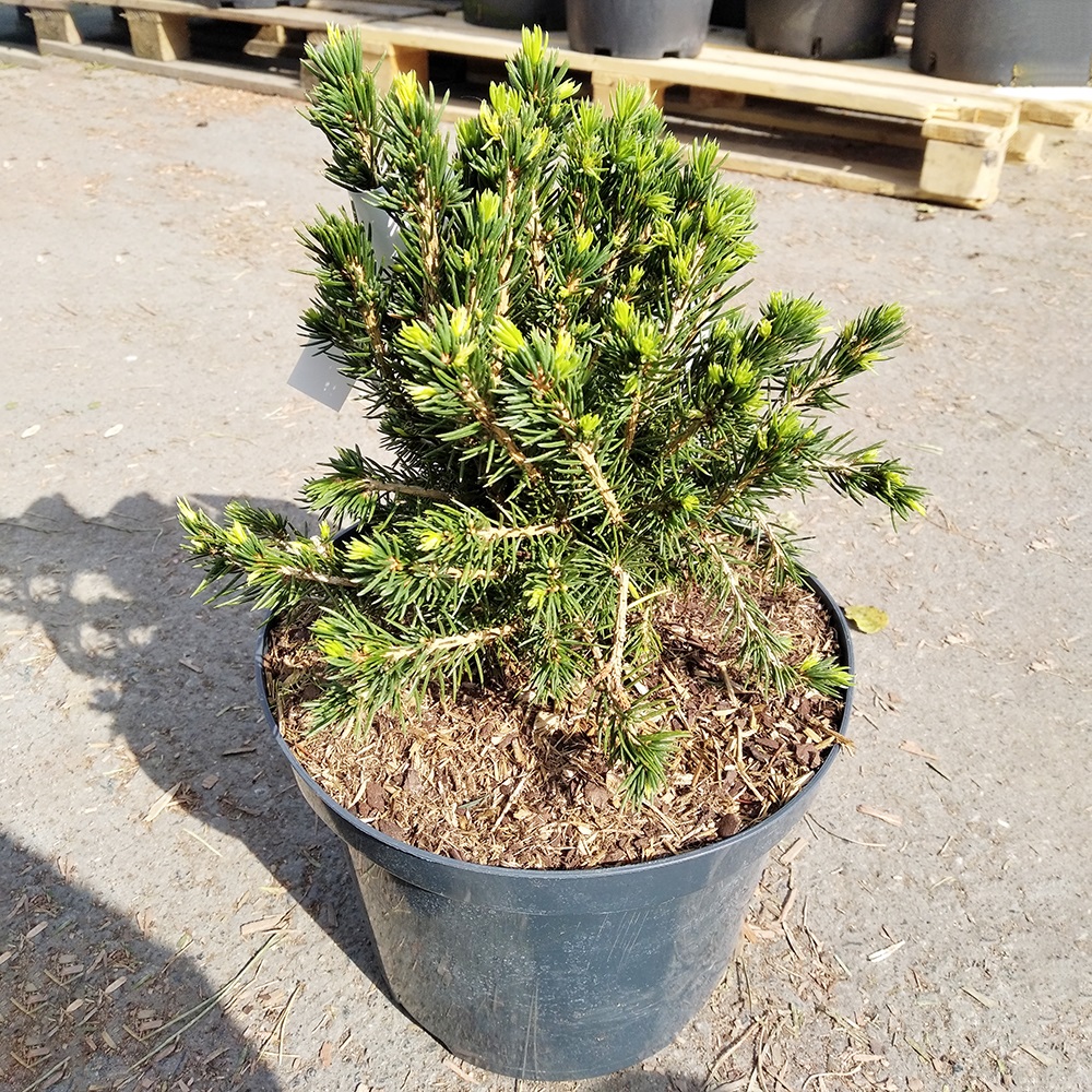 Ель обыкновенная Томпа С5 (высота 30-40см) 1шт /Picea abies Tompa
