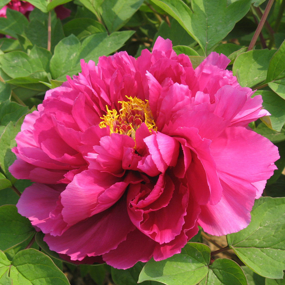 Пион древовидный Высокогорный огненный пион 1шт /Paeonia Gao Yuan Sheng Huo (Гао Юань Шэн Хо)