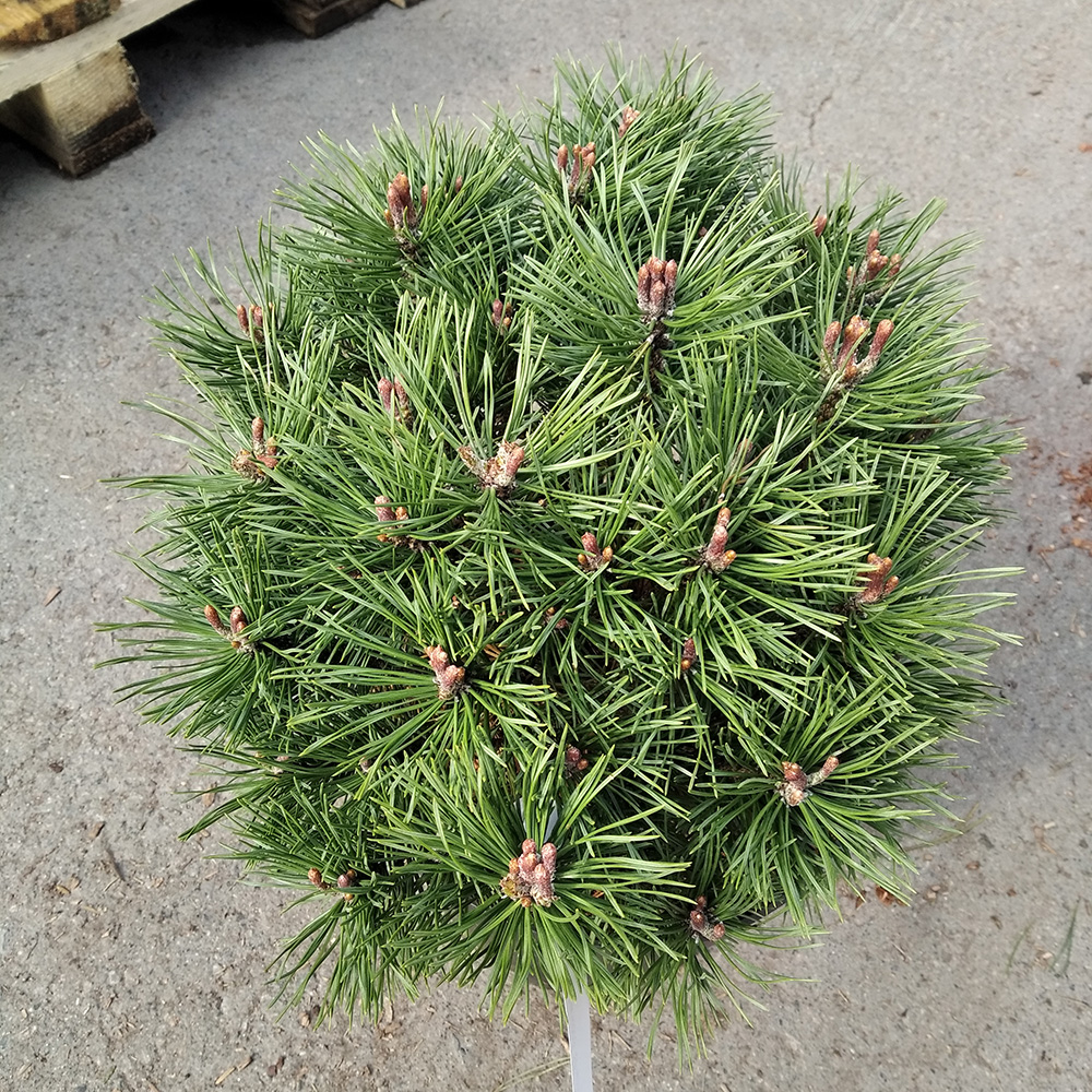 Сосна горная Шервуд Компакт С10 (высота 30-40см) 1шт/Pinus mugo Sherwood Compact