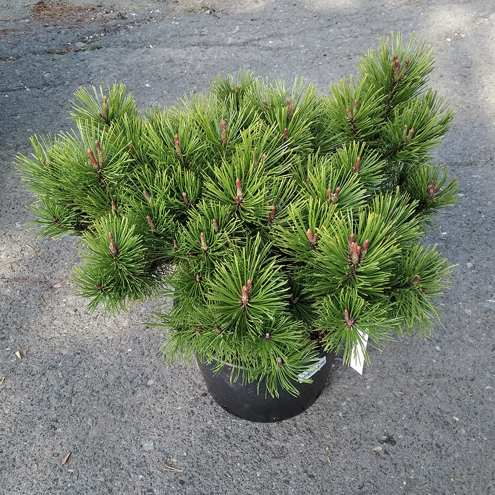 Сосна горная Винтер Голд С15 (высота 40-50см) 1шт/Pinus mugo Winter Gold