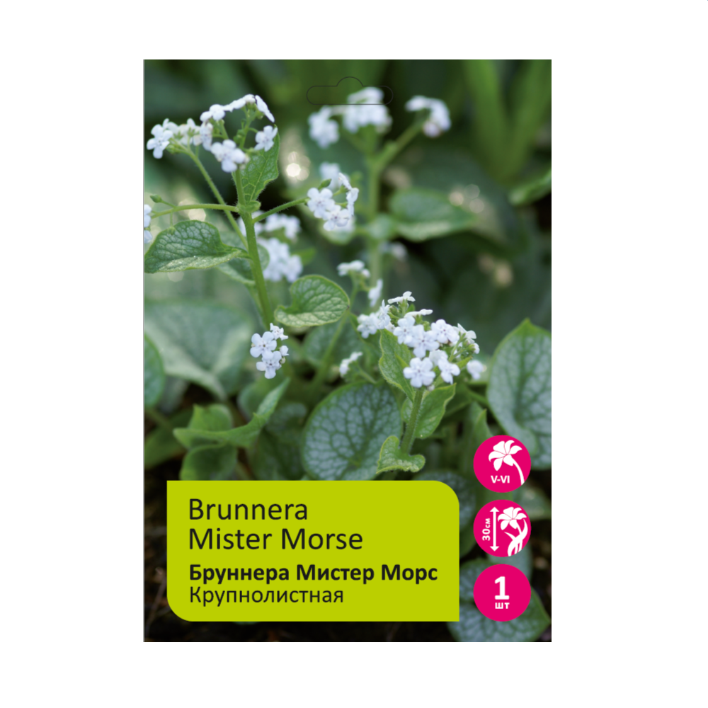 Бруннера Мистер Морс(Мистер Морзе) 1шт /Brunnera Mister Morse
