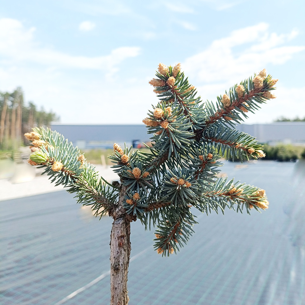 Ель колючая Глаука Глобоcа  С5  Ра(на штамбе)  1шт/Picea pungens Glauca Globosa