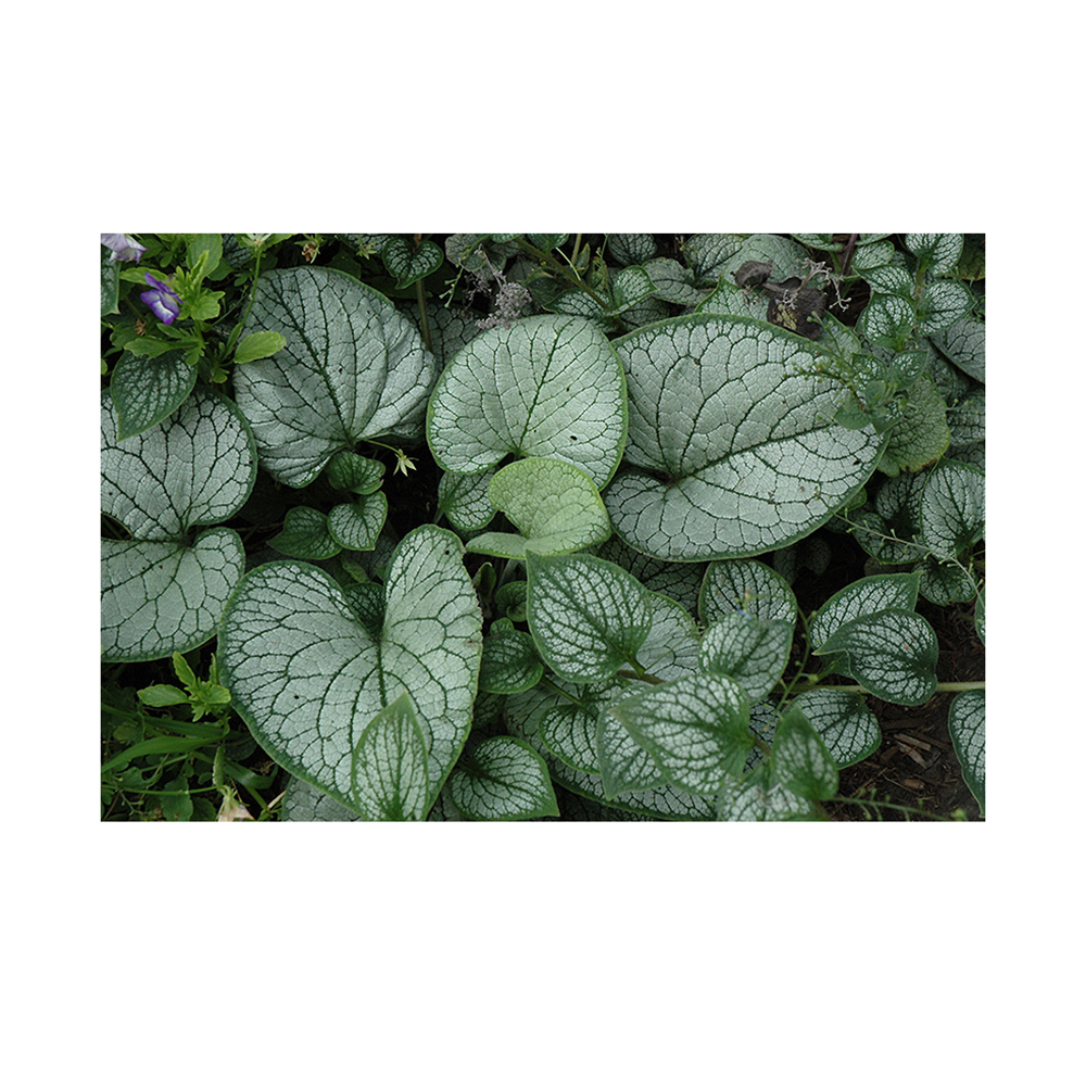 Бруннера крупнолистная Си Харт С2  1шт/Brunnera macrophylla Sea Heart 