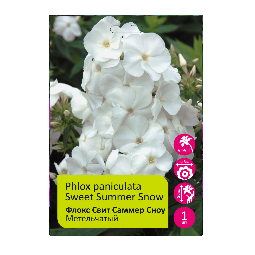 Флокс Свит Саммер Сноу 1шт метельчатый /Phlox paniculata Sweet Summer Snow