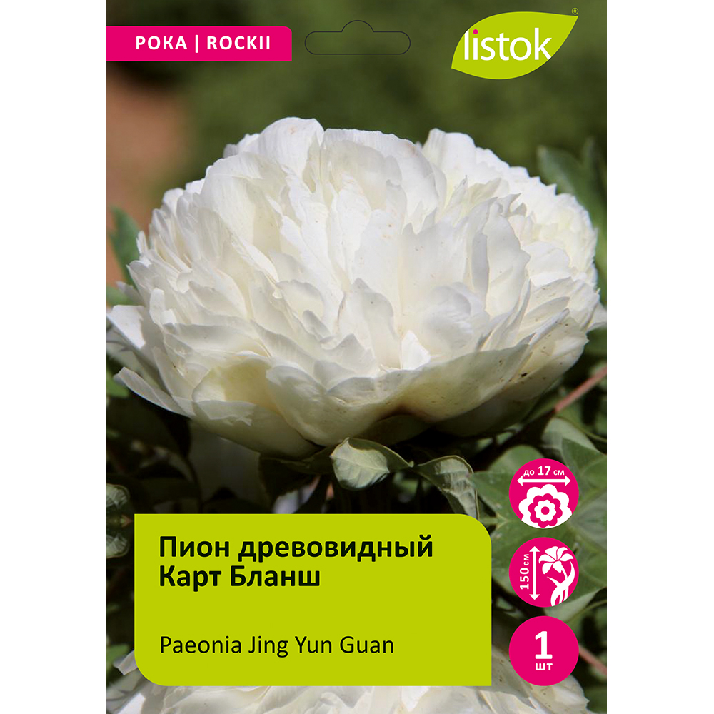 Пион древовидный Карт Бланш 1шт/Paeonia Jing Yun Guan (Цзин Юнь Гуань)