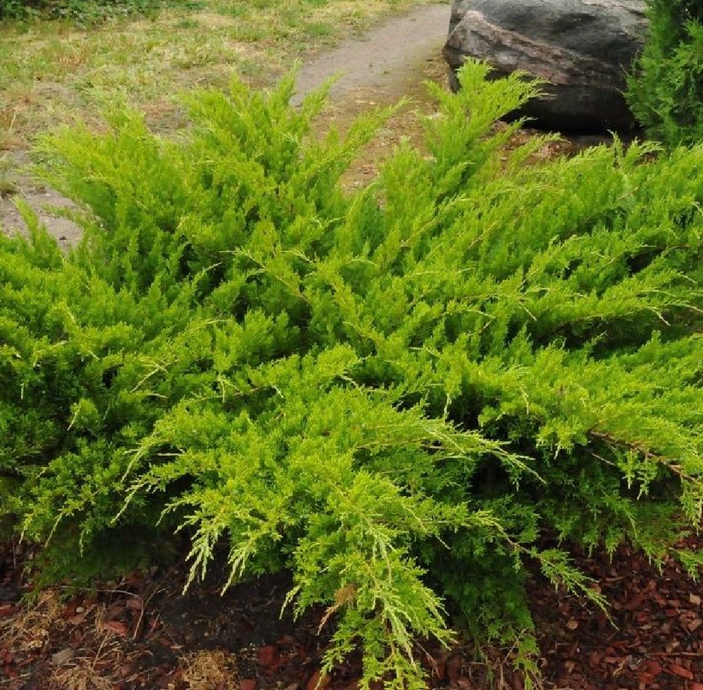 Можжевельник Пфитцериана Минт Джулеп С3 (30-40) 1шт/pfitzeriana  Mint Julep