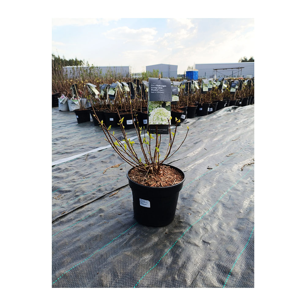 Гортензия метельчатая Ливинг Литл Пэшин С3 1шт/ Hydrangea paniculata LIVING LITTLE PASSION