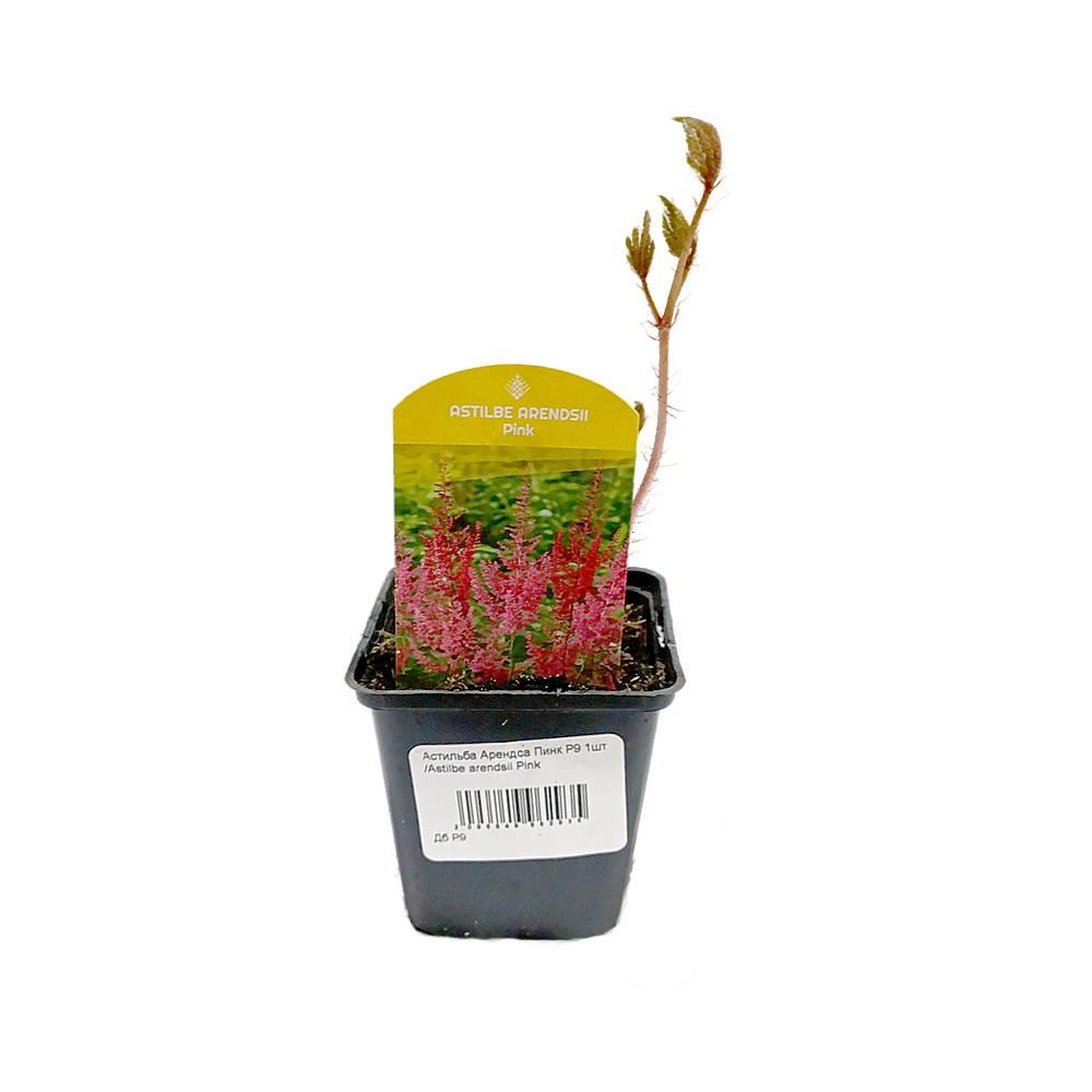 Астильба Арендса Пинк Р9 1шт /Astilbe arendsii Pink