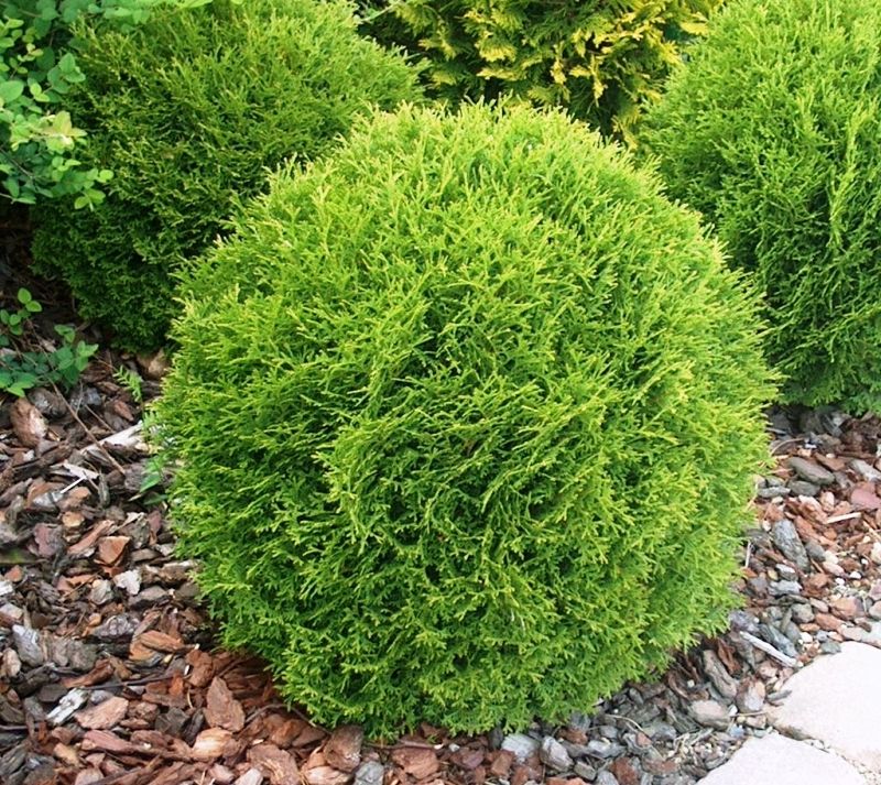 Туя западная Тини Тим  Р9 1шт /Thuja occidentalis Tiny Tim