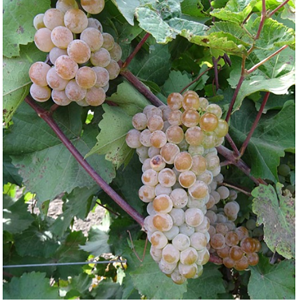 Виноград Подарок Магарача плодовый 1шт