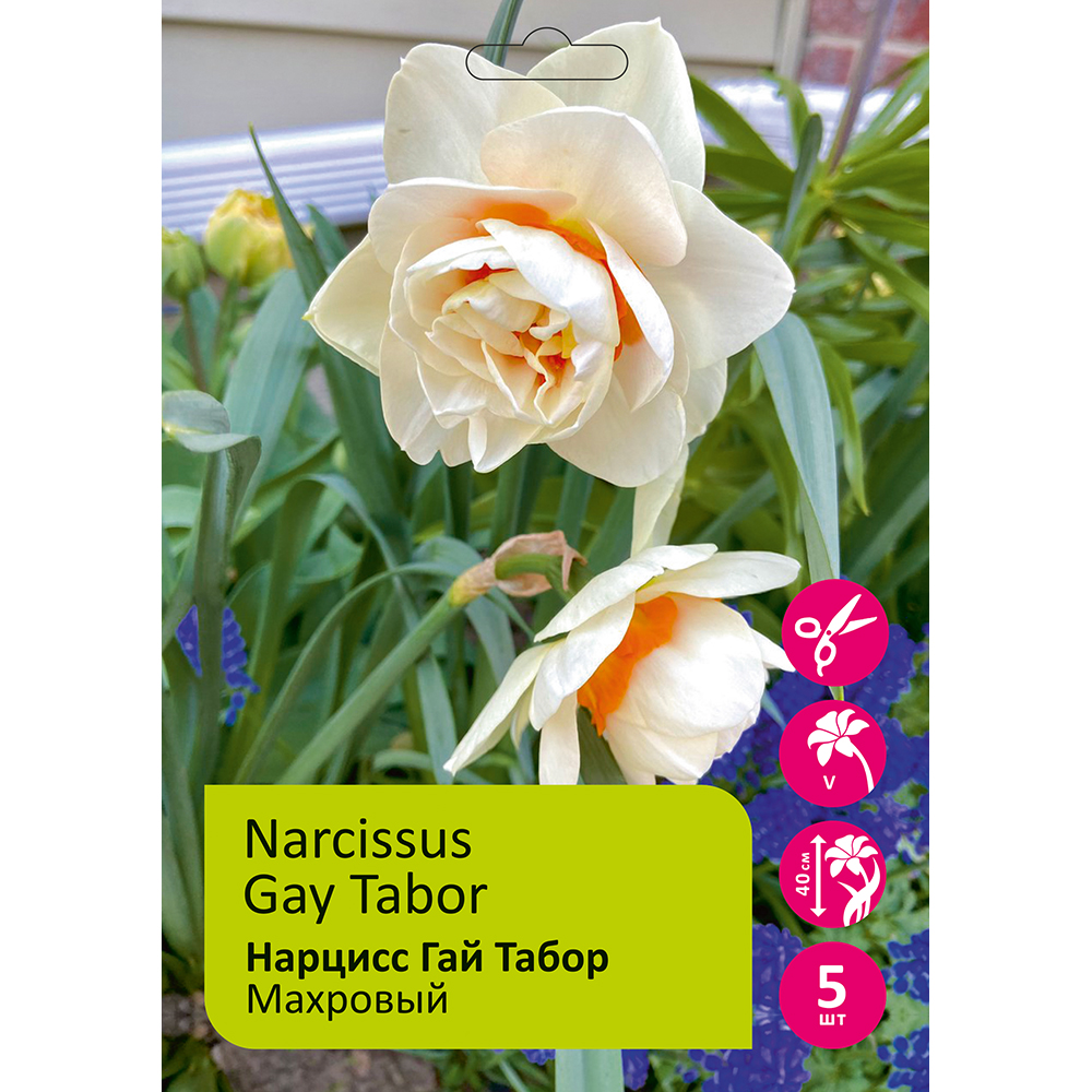 Нарциссы Гай Табор 5шт 14/16 /Narcissus Gay Tabor