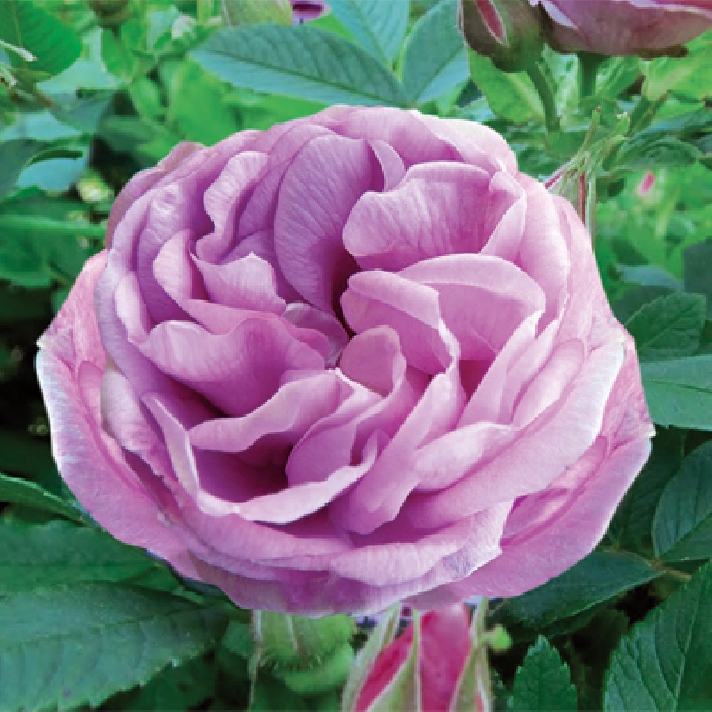 Роза канадская Васагеминг (гибрид ругозы)  1шт /Wasagaming