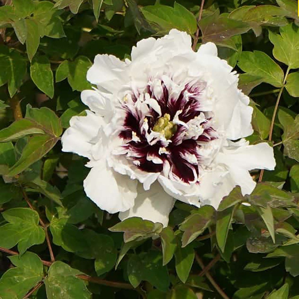 Пион древовидный Флейр Игл Вингс 1шт 2/3 /Paeonia Flare Eagle Wings