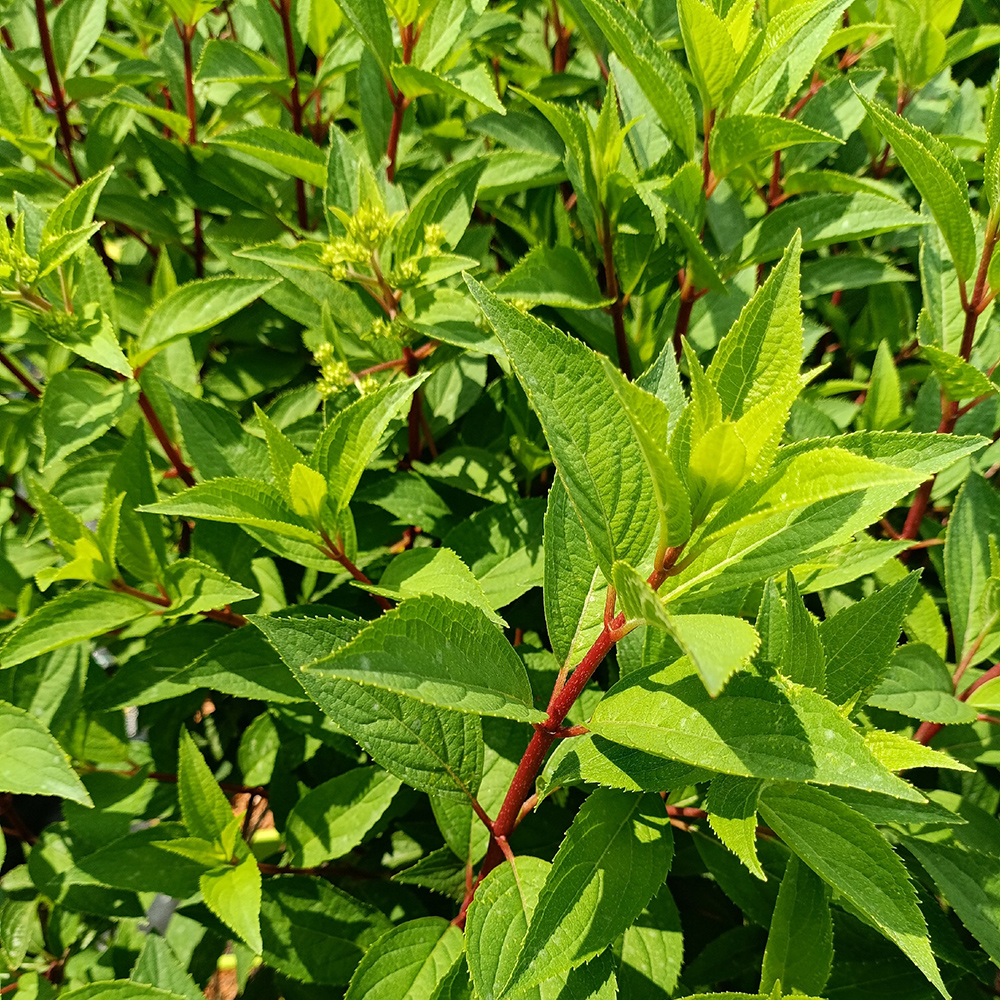 Гортензия метельчатая Фрамбойзен(Самарская Лидия) С5.0  1шт/Hydrangea paniculata Framboisine® Samara Lydia