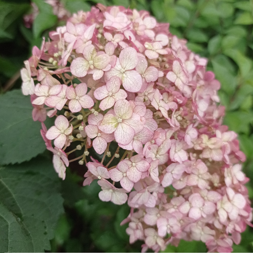 Гортензия древовидная Свит Анабель С5 H40-60 1шт/Hydrangea arborescens SWEET ANNABELLE