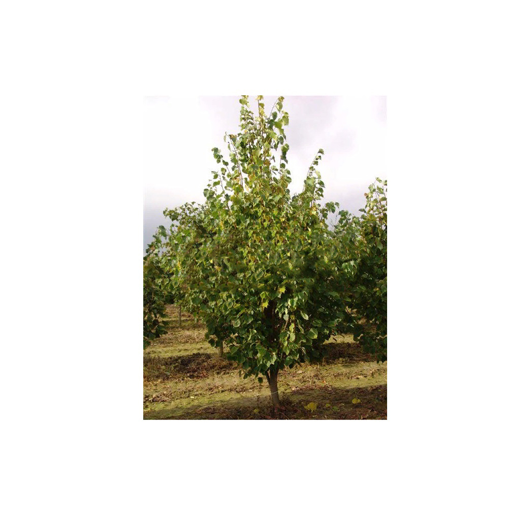 Липа мелколистная С10 (h 180-220) 1шт /Tilia cordata