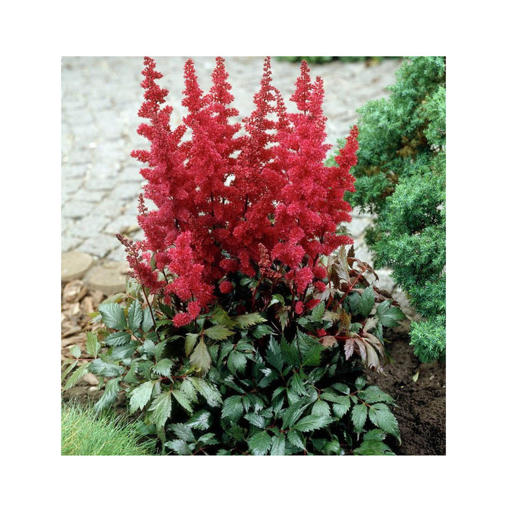   Астильба арендса Фанал Р9 1шт /Astilbe arendsii Fanal