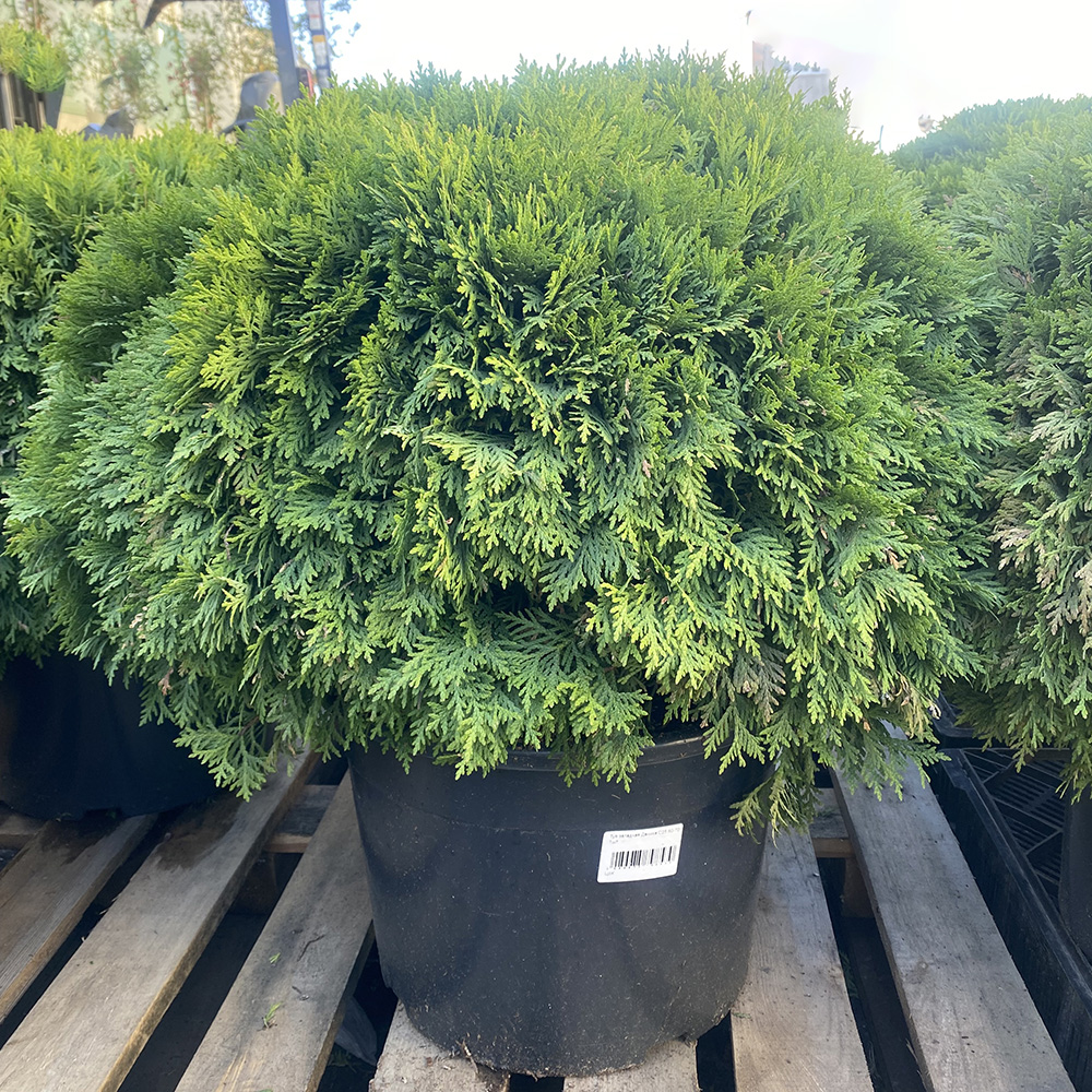 Туя западная Даника С25 (высота 60-70см) 1шт/Thuja occidentalis Danica