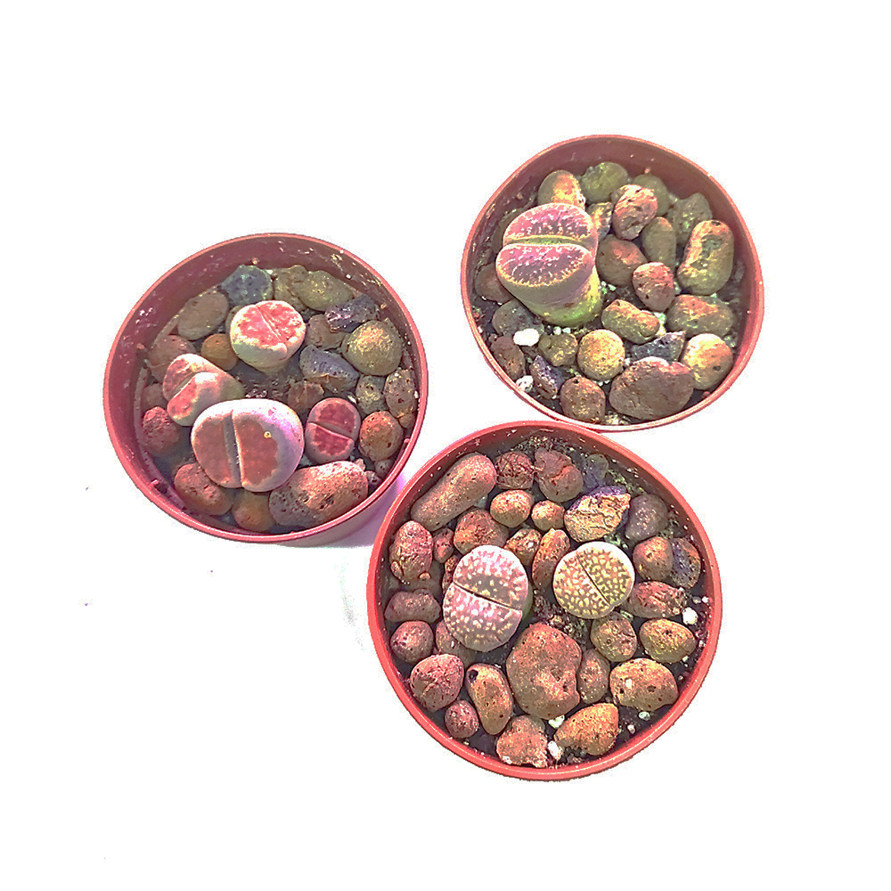 Литопс в горшке диаметром 5,5 см /1шт