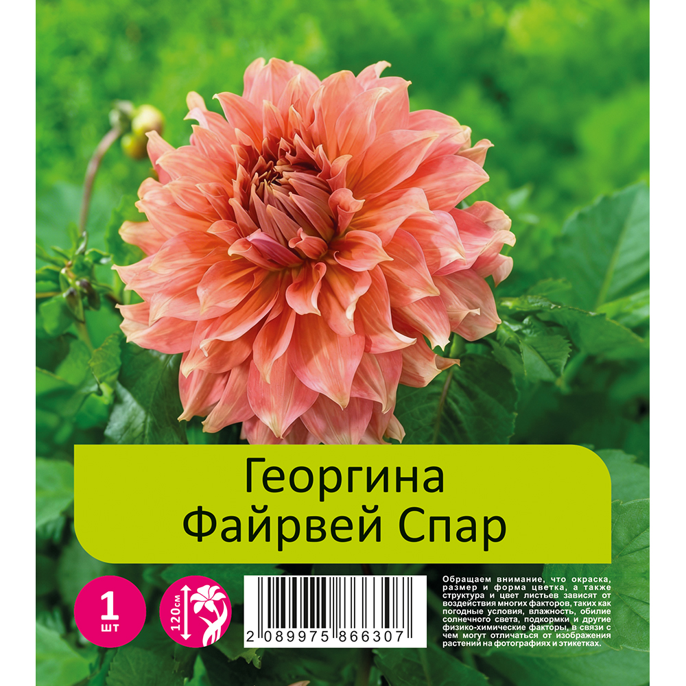 Георгина Файрвей Спар 1шт/ Dahlia Fairway Spur