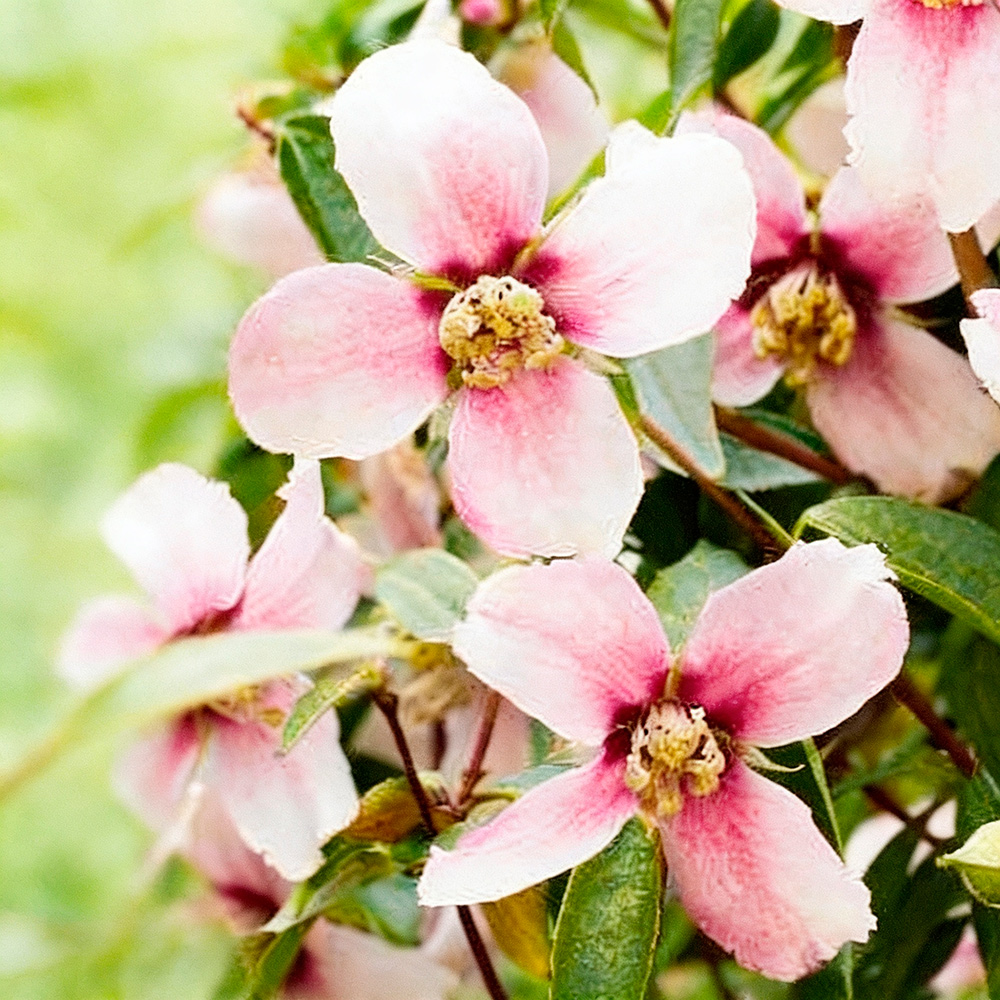 Чубушник Петит Парфюм Пинк С5 1шт / Philadelphus Petite Perfume Pink