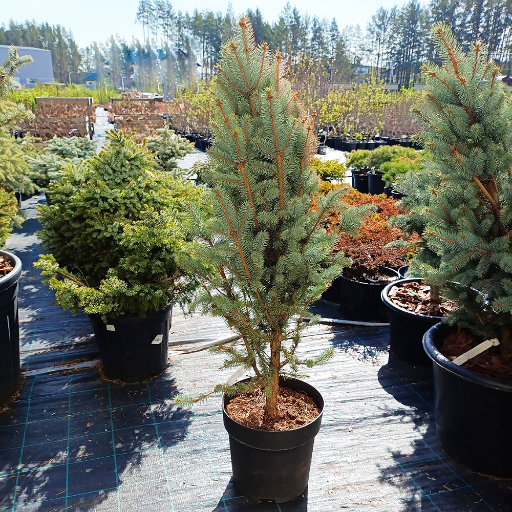 Ель колючая Изели Фастигиата С10 1шт/ Picea pungens Iseli Fastigiate