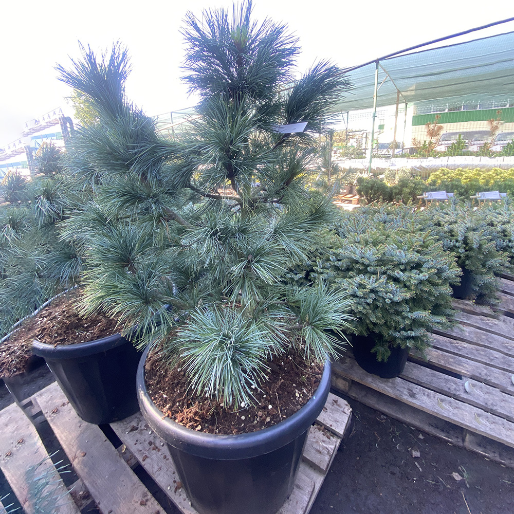Сосна кедровая Глаука С65 (высота 80-100см) 1шт/Pinus cembra 'Glauca'