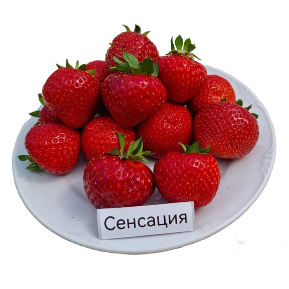 Земляника садовая Сенсация в горшке 0,2 л  1шт 