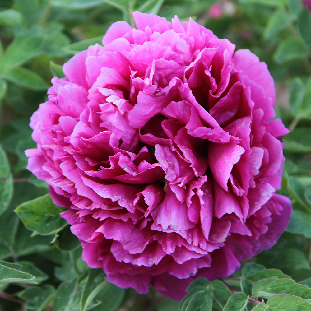 Пион древовидный Императорское изобилие 1шт/Paeonia Jing Dong Sheng (Цзин Донг Шэн)