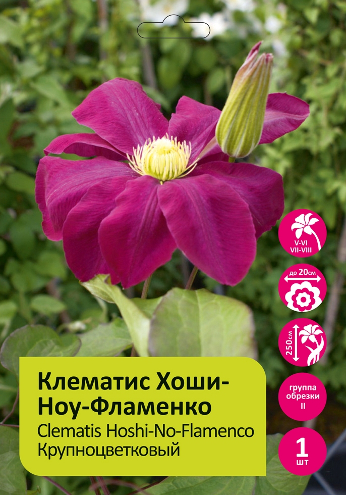 Клематис Хоши-Ноу-Фламенко  1шт  гр.обрезки 2