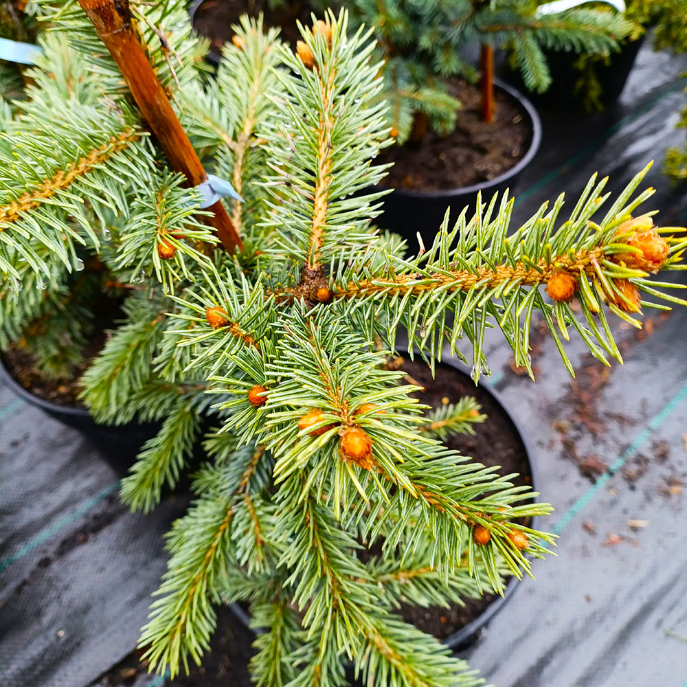 Ель колючая Фат Альберт С5 1шт /Picea pungens Fat Albert