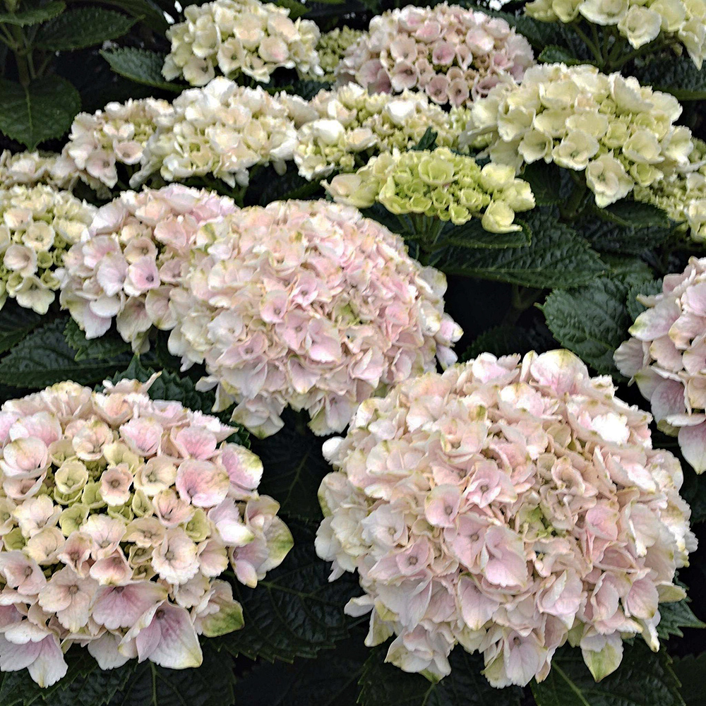 Гортензия крупнолистовая Рембрандт Элегант Роза С5 1шт/Rembrandt Elegant Rosa