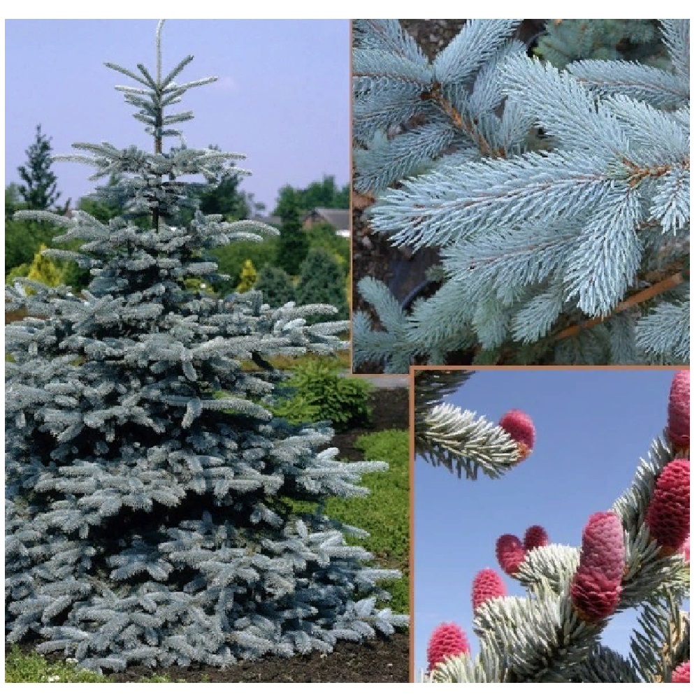 Ель колючая Хупси С5 1шт /Picea pungens Hoopsii  