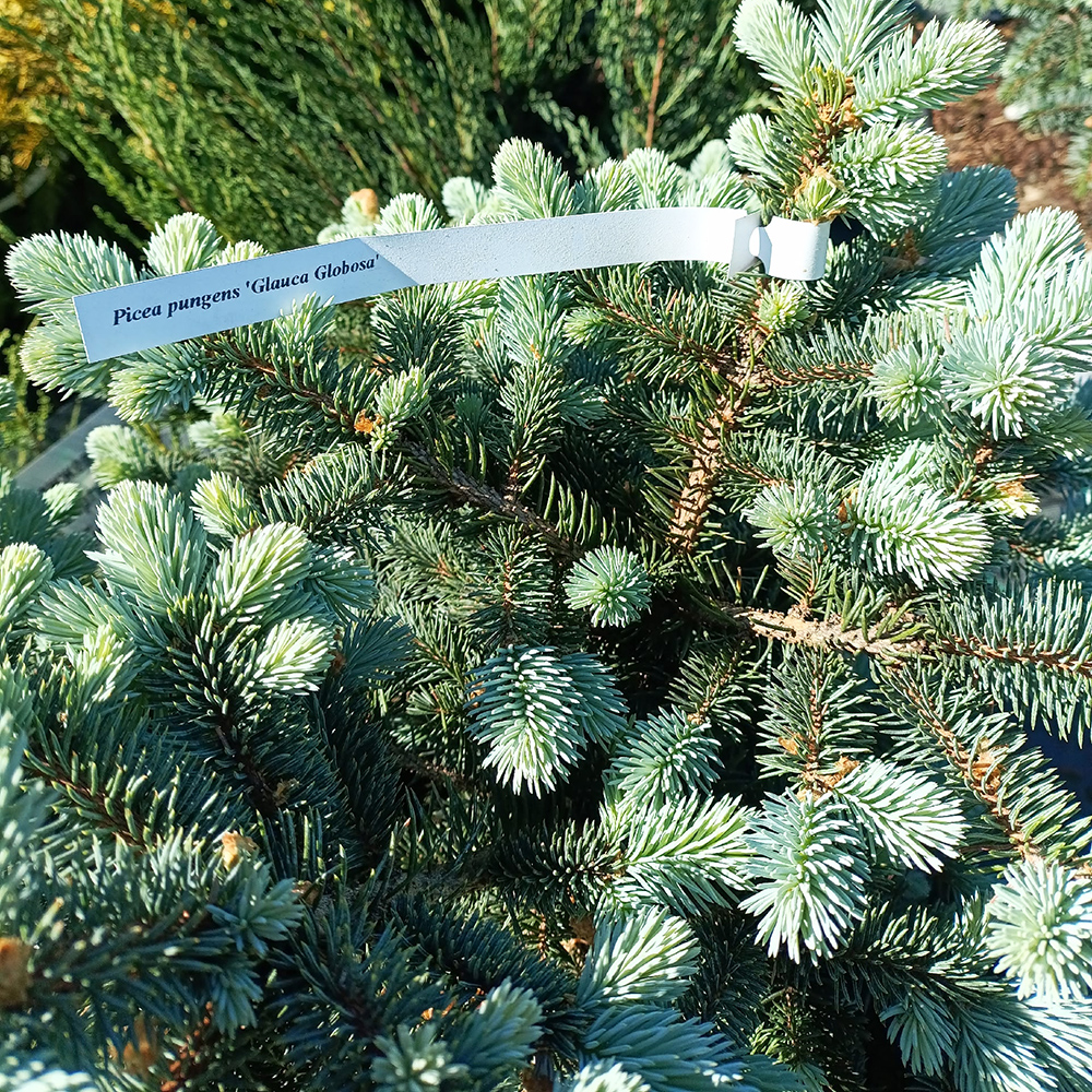 Ель колючая Глаука Глобоcа  С5  Ра(на штамбе)  1шт/Picea pungens Glauca Globosa
