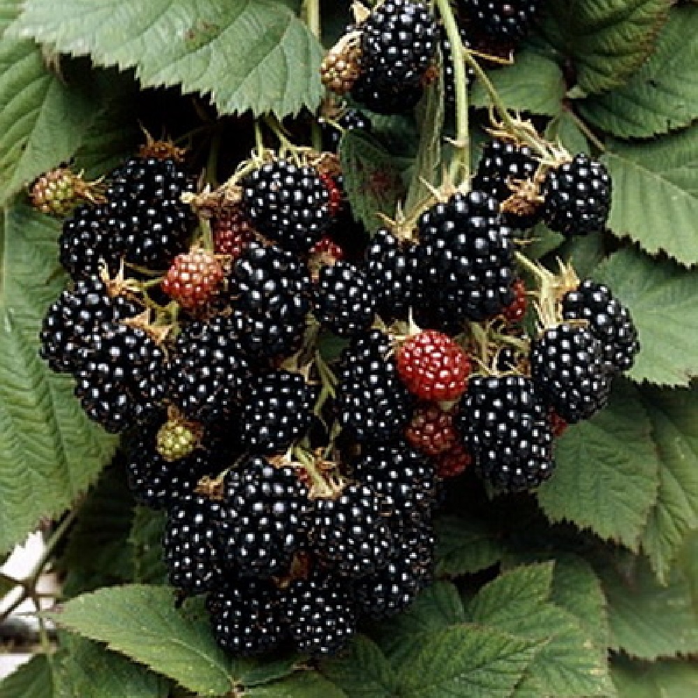 Ежевика Блэк Сатин 1шт